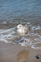 Little seagull is running through the water of the Baltic Sea