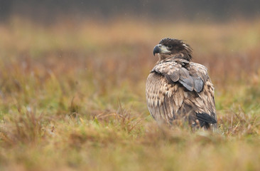 White tailed eagle (Haliaeetus albicilla)