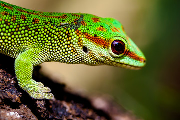Day Gecko
