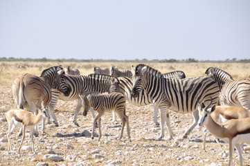 Fototapeta na wymiar Zebras in the dry Kalahari desert in Etosha National Park
