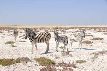 Obraz na płótnie Canvas Zebras in the dry Kalahari desert in Etosha National Park
