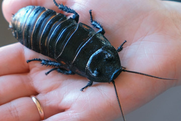 Male of Gromphadorhina portentosa the hissing cockroach, one of the largest species of Madagascar...