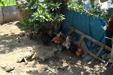 the chickens are hiding under the tree to protect from the hot sun.