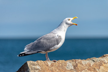 Seagull is sitting on a stone and screams