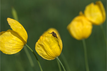 Fliege im gelben Mohn