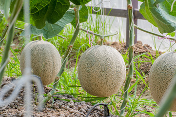 Japan Melon in Greenhou