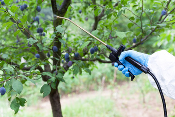 Farmer spraying toxic pesticides or insecticides in an orchard