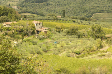 Olive grove and vineyard in Panzano, Tuscany, Italy