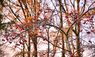 Trees in autumn against a cloudy dutch sky