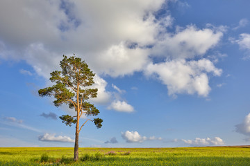 An ideal rural landscape. Lonely pine on a flowering meadow against a blue sky