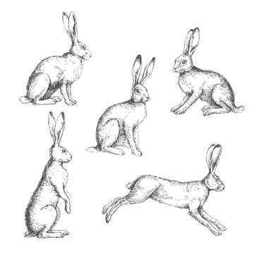 Vector set of vintage illustrations of hares isolated on white. Hand drawn sitting, standing and running rabbits in engraving style. Skecth of animals