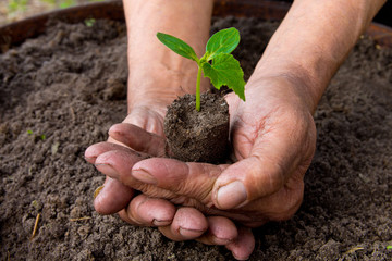 Farmers before planting in the hands holding Green sprout. The concept of farming and business growth.