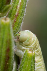 green Caterpillar eating on a plant called Oenothera biennis close up