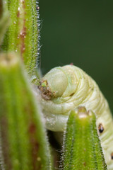 green Caterpillar eating on a plant called Oenothera biennis close up