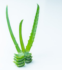Алоэ вера свежий на белом фоне