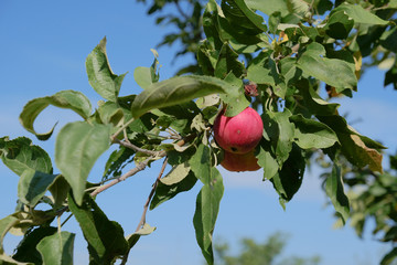 ripe red apples hang on a tree