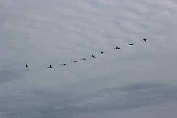 Birds flying in the sky