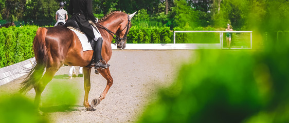 Horse horizontal banner for website header design. Dressage horses and riders in uniforms during equestrian competition. Blur green trees as background. 