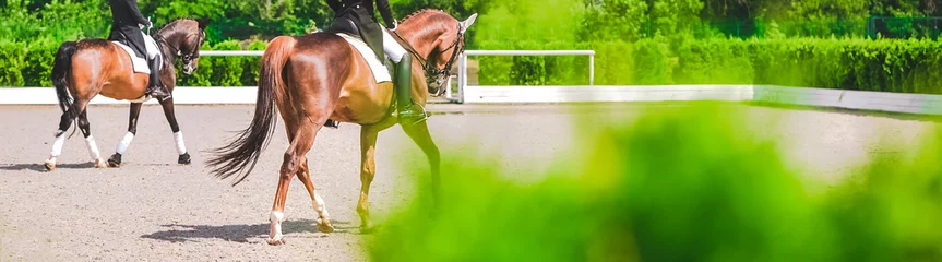 Abwaschbare Fototapete Reiten Horse horizontal banner for website header design. Dressage horses and riders in uniforms during equestrian competition. Blur green trees as background. 