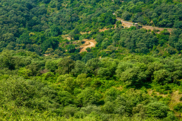 view of the nature reserve in Alwar, India, with the dirt roads cutting through the lush green vegetation  