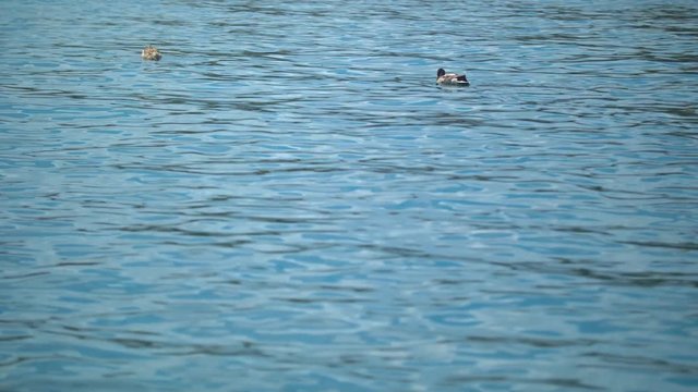 Ducks swimming in Lake Chelan.  Shot on a Blackmagic Ursa Mini Pro 4.6k with a Sigma 50-100mm f/1.8.