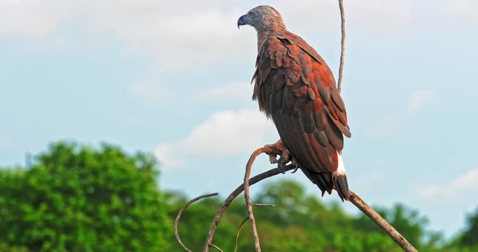 Wild beautiful Eagle flies away from tree branch. Majestic bird in wildlife nature of Yala national park in Sri Lanka