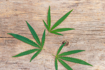 Green cannabis leaves on wooden background