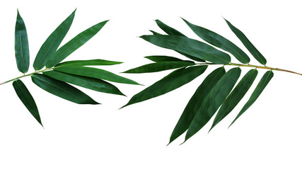 Dark green leaves of bamboo ornamental garden plant isolated on white background, clipping path...