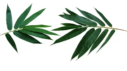 Fotobehang Bamboe Donkergroene bladeren van bamboe siertuinplant geïsoleerd op een witte achtergrond, uitknippad inbegrepen.