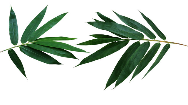 Fototapeta Dark green leaves of bamboo ornamental garden plant isolated on white background, clipping path included.