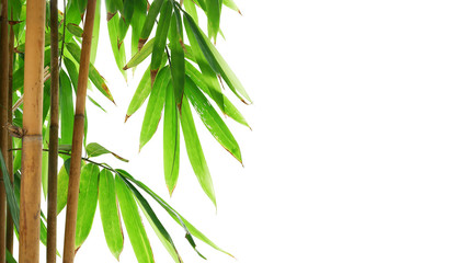 Feuilles vertes de plante de jardin de forêt ornementale de bambou doré isolé sur fond blanc, chemin de détourage inclus.