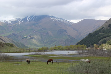 horses in the mountains of georgia