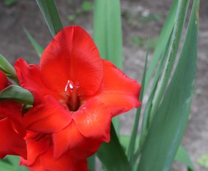 Single gladiolus flower with green leaves