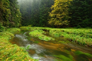 Obraz premium A beautifully river flowing autumn forest