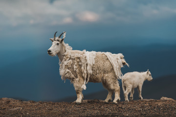 Mountain Goat Mount Evans