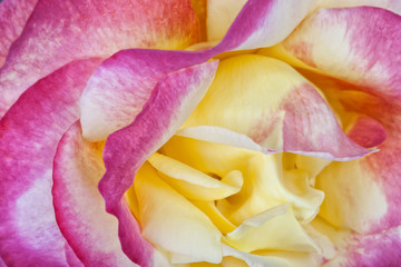 Detail of the center of a rose of pink and yellow colors
