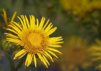 Elecampane blossoming in a summer meadow. Flowers of a medicinal plant Inula.