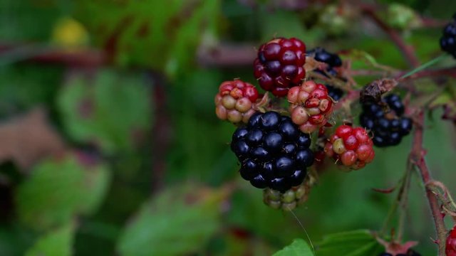 Ripe wild blackberry picking - (4K)	