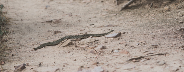 Rattlesnake Denver Colorado