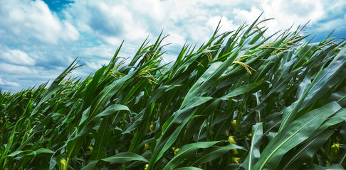 Corn maize crops bending during strong windstorm