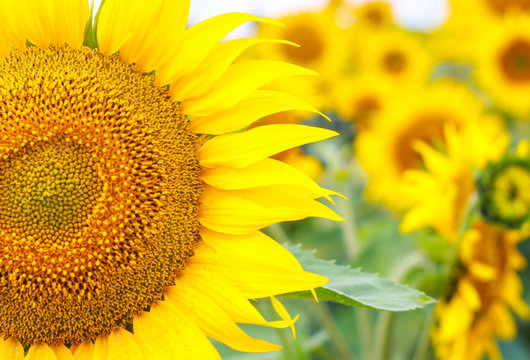 sunflower yellow close-up, in the background yellow field of sunflowers