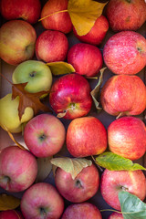 Variety of Ripe Apples and Fall Leaves