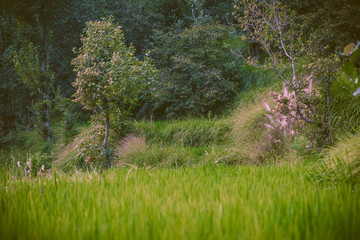 farm between the mountains