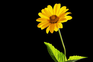 A flower of heliopsis with leaves isolated on a black background