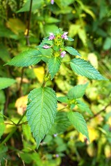 Blossoming Stinging nettle in wild nature.