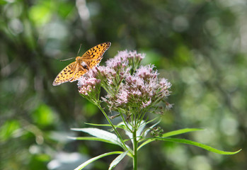Beautiful yellow and black fritillary butterfly feeding on purple pink flower. Soft focus background