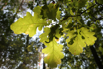 Fresh green leaves in a forest framing the sun in the middle with blurred forest on background
