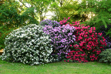 Beautiful blooming Azalea (Rhododendron) and trees in botanical garden, Monchengladbach