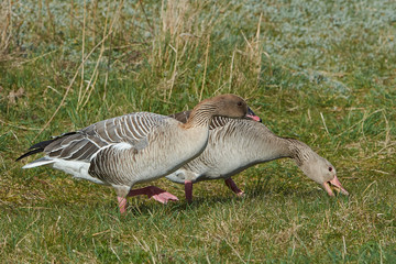 Pink-footed goose (Anser brachyrhynchus)