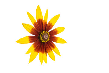 Beautiful  flower  isolated  on a white background.  Rudbeckia, Black-eyed Susan.